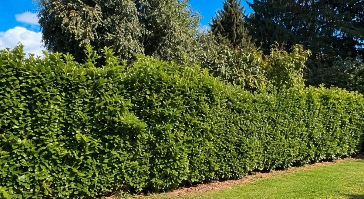 Hecke vor dem Rückschnitt